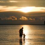 A father and child walk in the water at Tampa Bay during a warm, golden sunset.